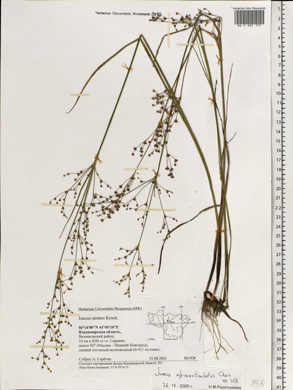 Juncus alpinoarticulatus Chaix, Eastern Europe, Central region (E4) (Russia)