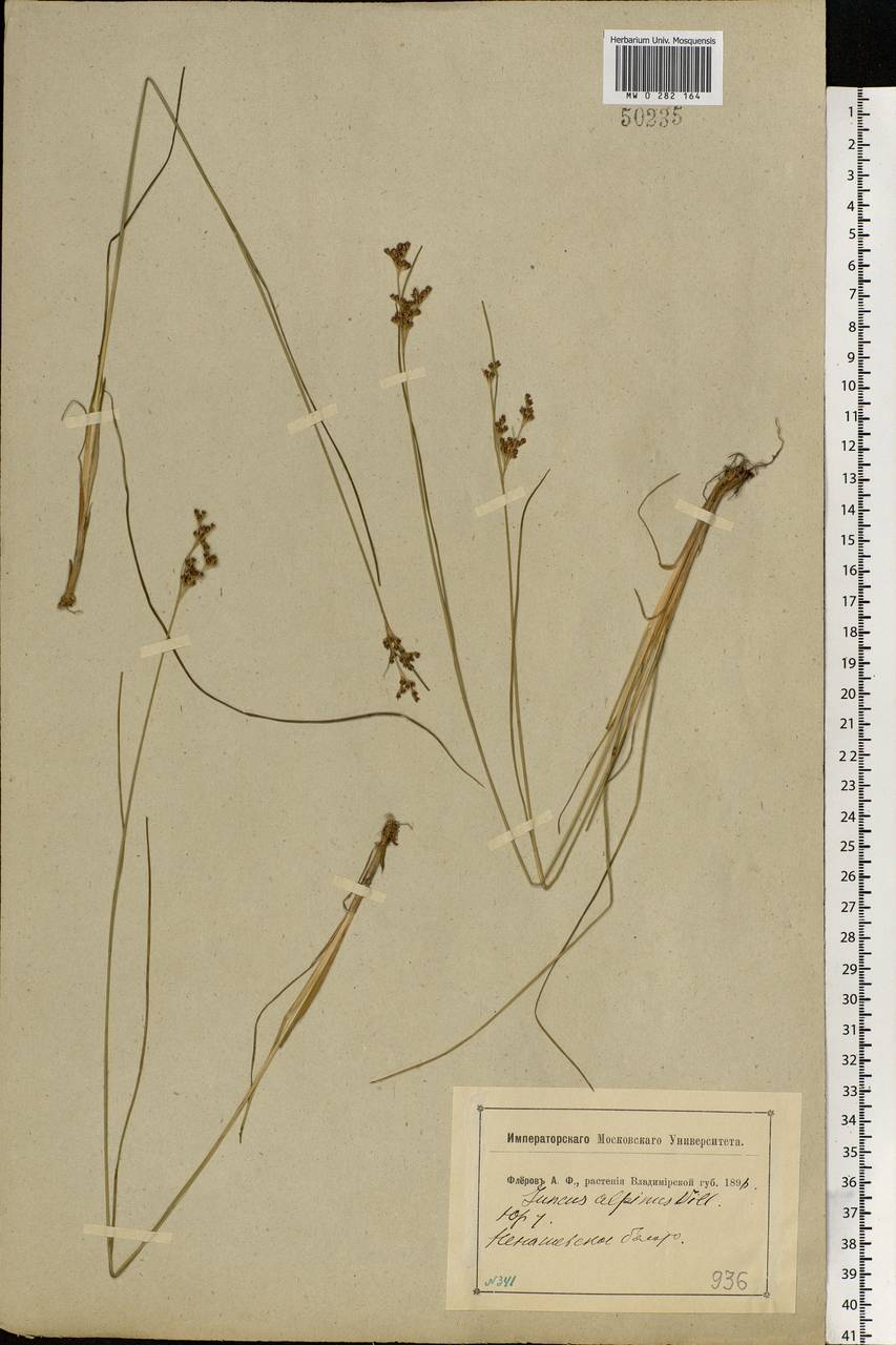 Juncus alpinoarticulatus Chaix, Eastern Europe, Central region (E4) (Russia)