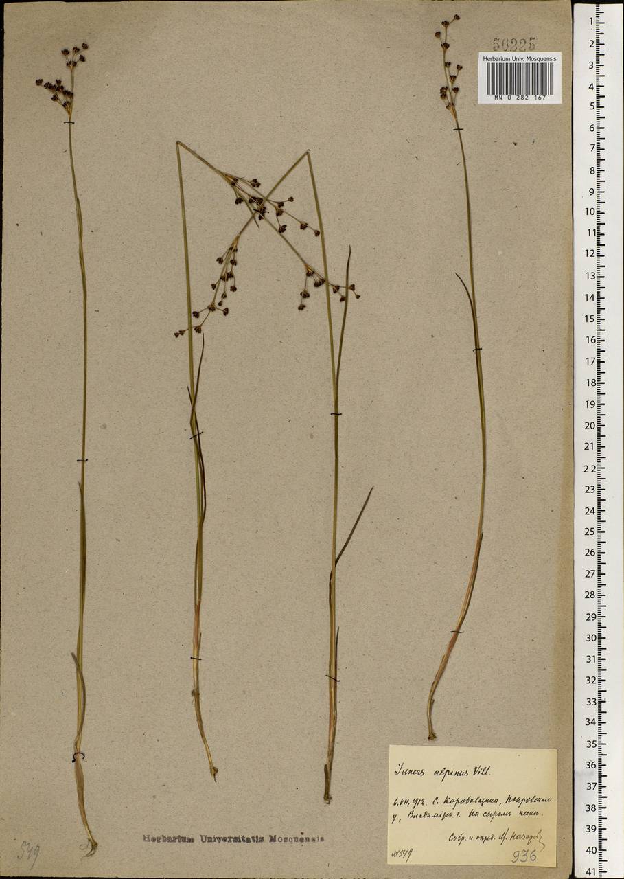 Juncus alpinoarticulatus Chaix, Eastern Europe, Central region (E4) (Russia)