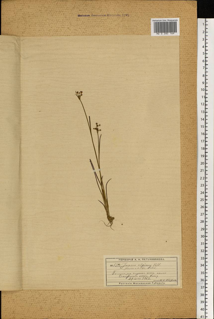 Juncus alpinoarticulatus Chaix, Eastern Europe, Moscow region (E4a) (Russia)