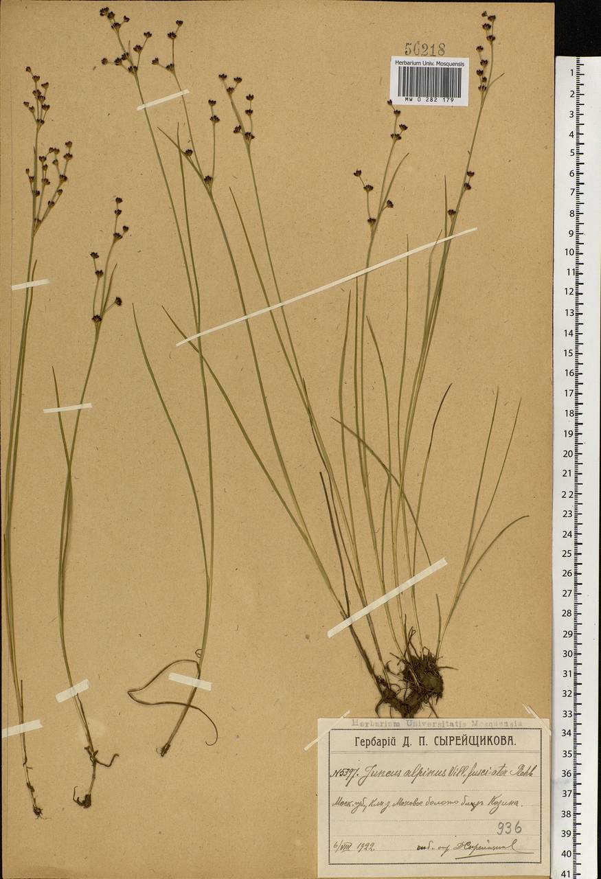 Juncus alpinoarticulatus Chaix, Eastern Europe, Moscow region (E4a) (Russia)