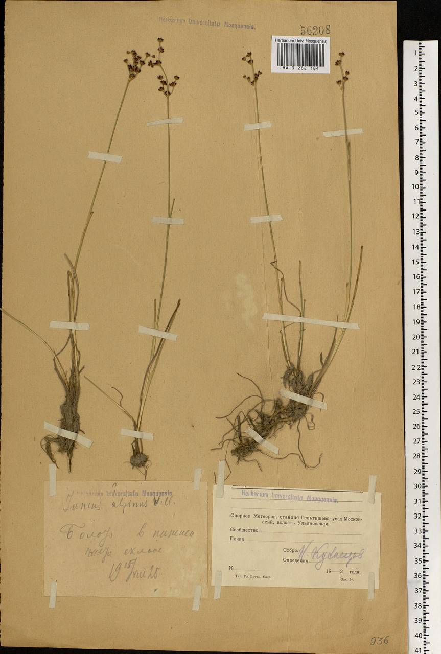 Juncus alpinoarticulatus Chaix, Eastern Europe, Moscow region (E4a) (Russia)