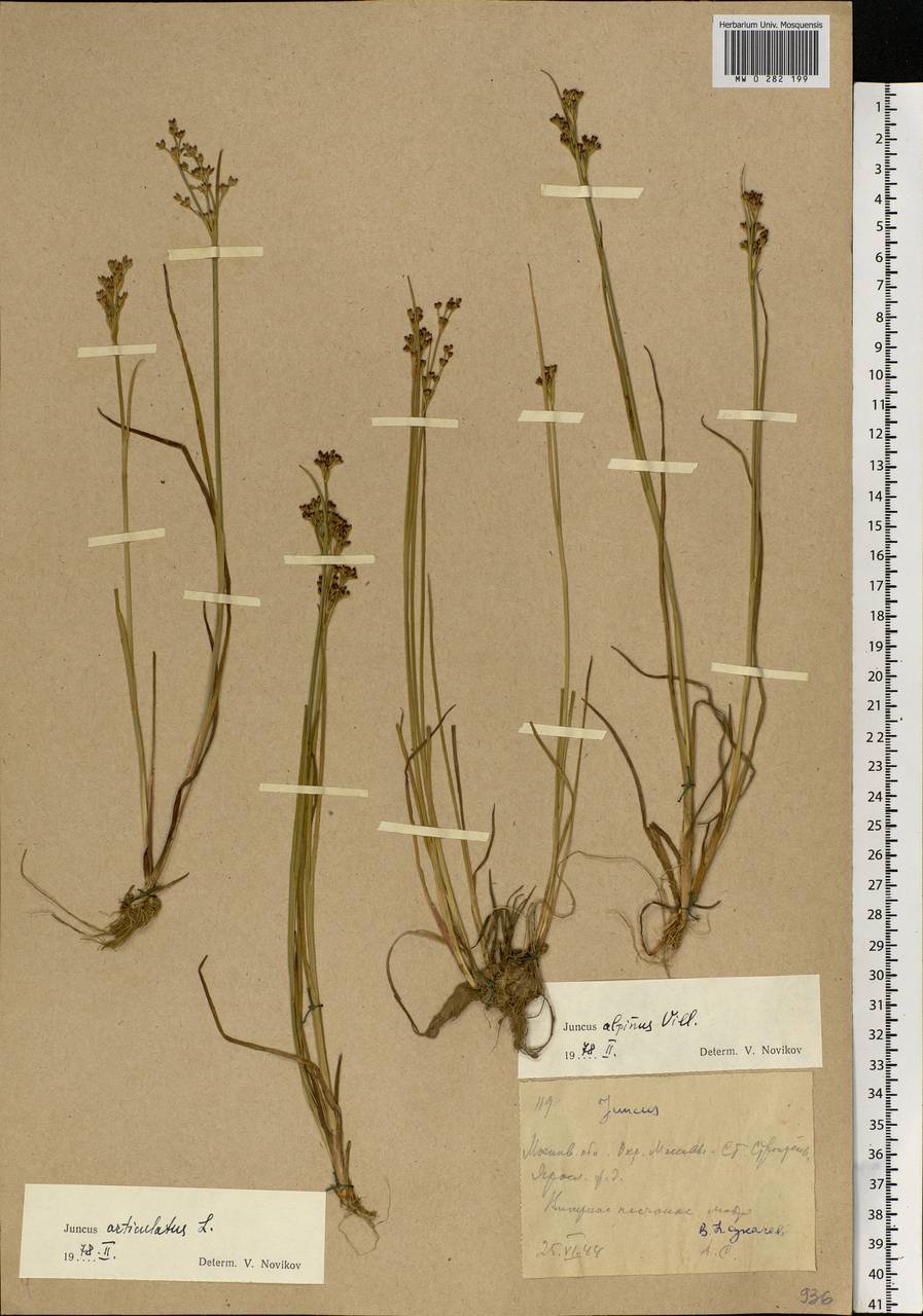 Juncus alpinoarticulatus Chaix, Eastern Europe, Moscow region (E4a) (Russia)
