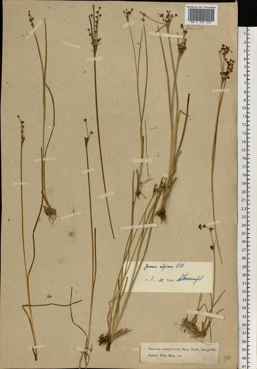 Juncus alpinoarticulatus Chaix, Eastern Europe, Moscow region (E4a) (Russia)