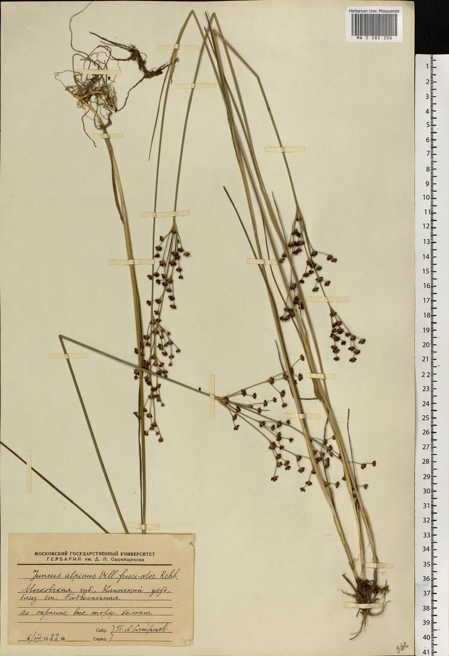 Juncus alpinoarticulatus Chaix, Eastern Europe, Moscow region (E4a) (Russia)