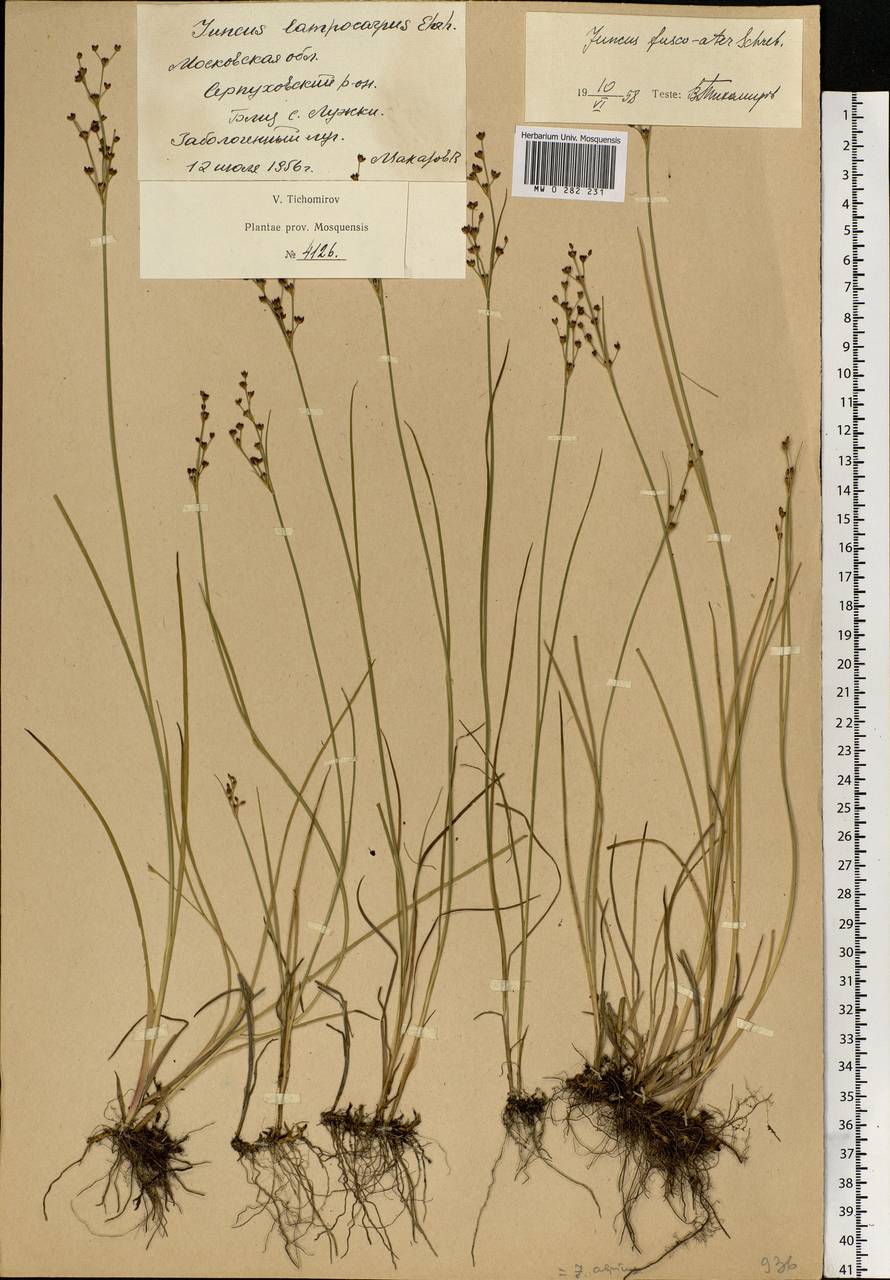 Juncus alpinoarticulatus Chaix, Eastern Europe, Moscow region (E4a) (Russia)