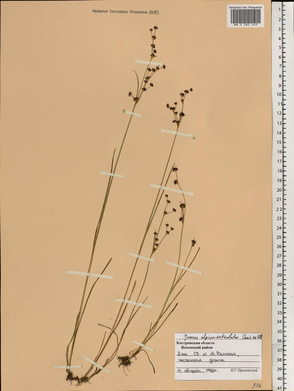 Juncus alpinoarticulatus Chaix, Eastern Europe, Central forest region (E5) (Russia)