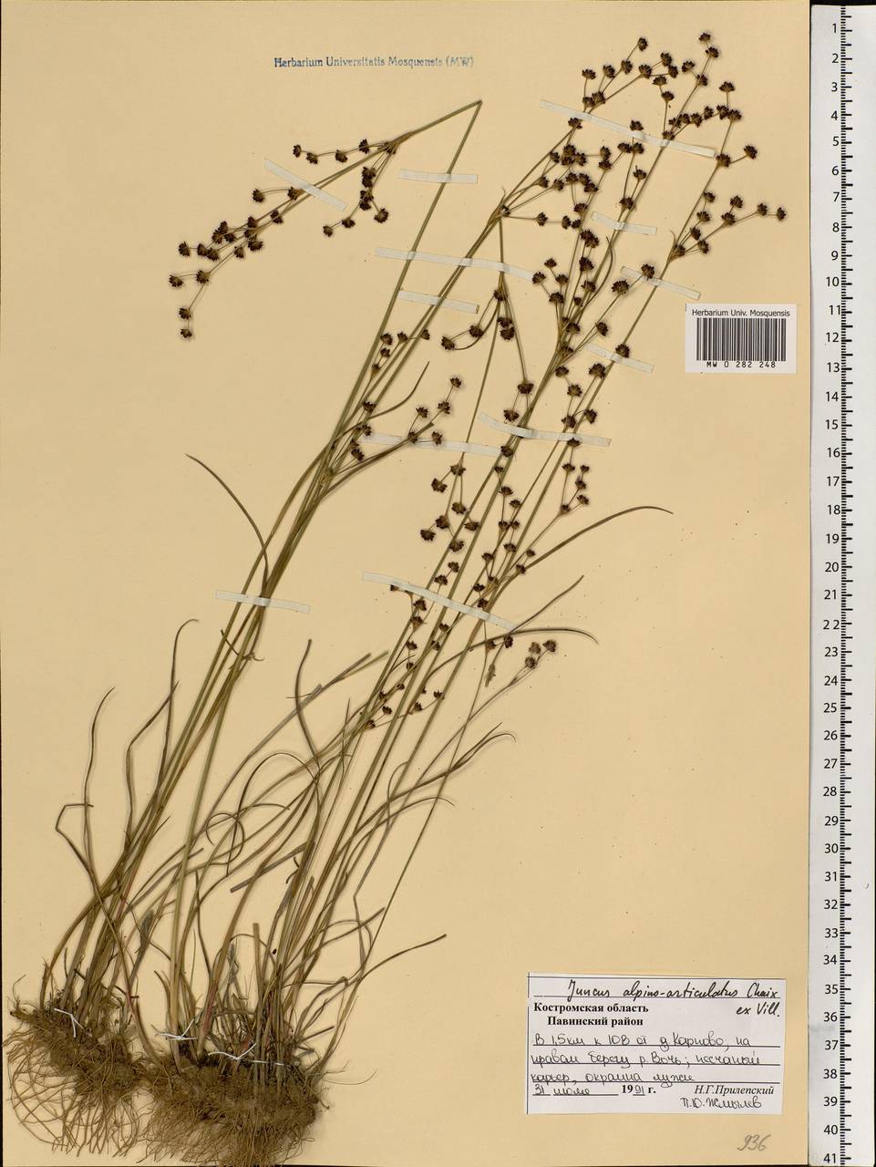Juncus alpinoarticulatus Chaix, Eastern Europe, Central forest region (E5) (Russia)