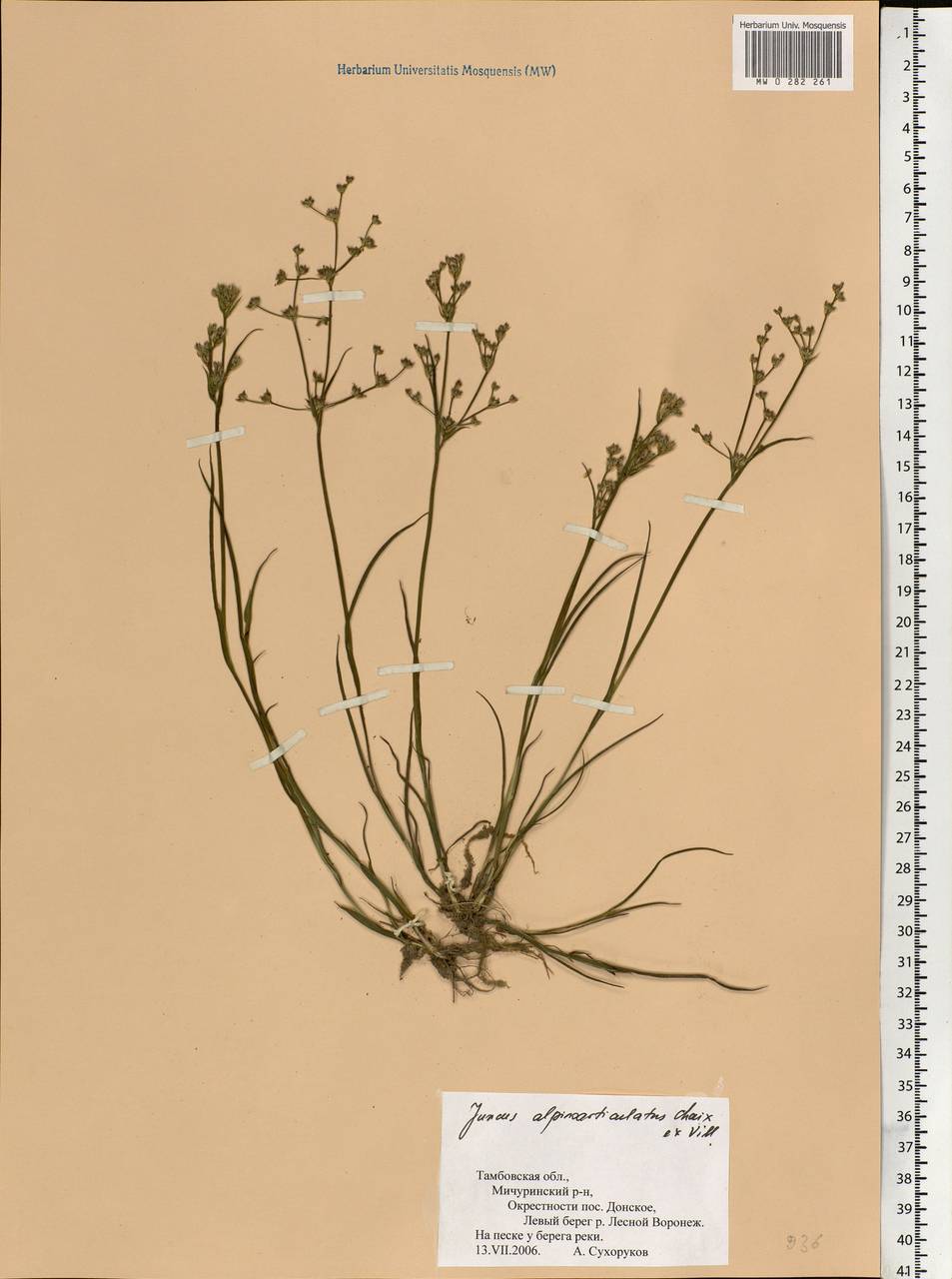 Juncus alpinoarticulatus Chaix, Eastern Europe, Central forest-and-steppe region (E6) (Russia)