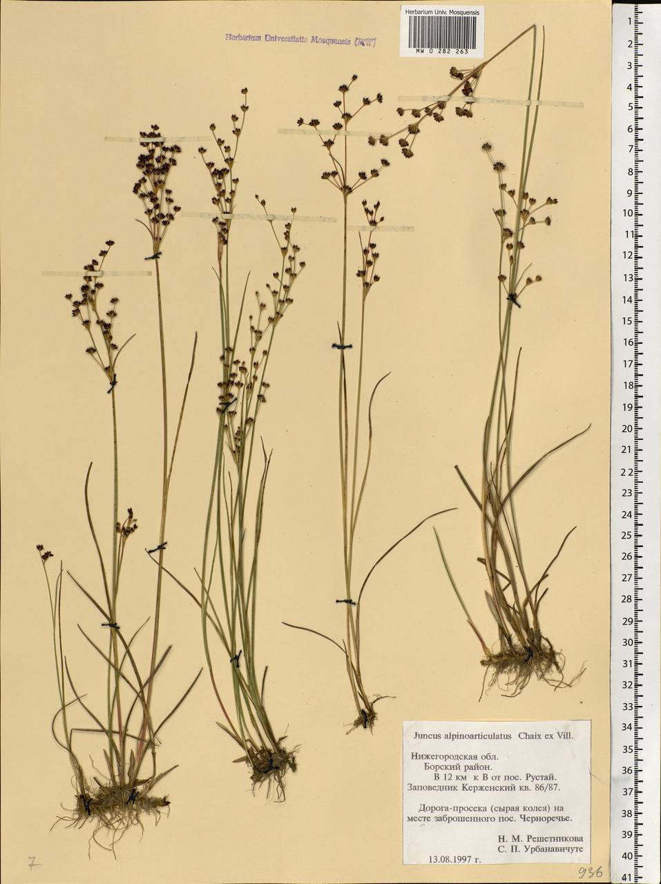 Juncus alpinoarticulatus Chaix, Eastern Europe, Volga-Kama region (E7) (Russia)