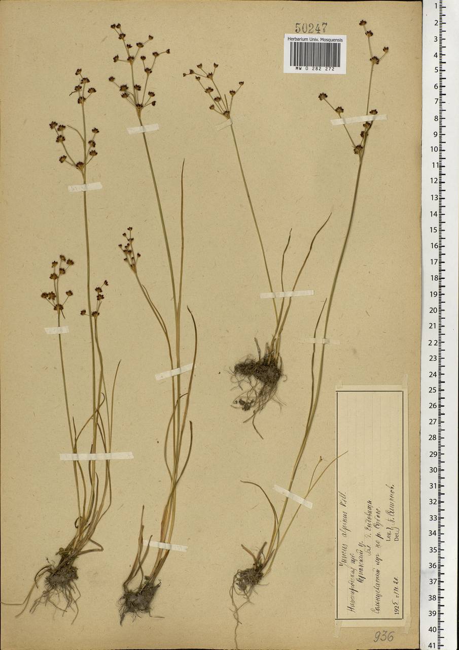 Juncus alpinoarticulatus Chaix, Eastern Europe, Volga-Kama region (E7) (Russia)