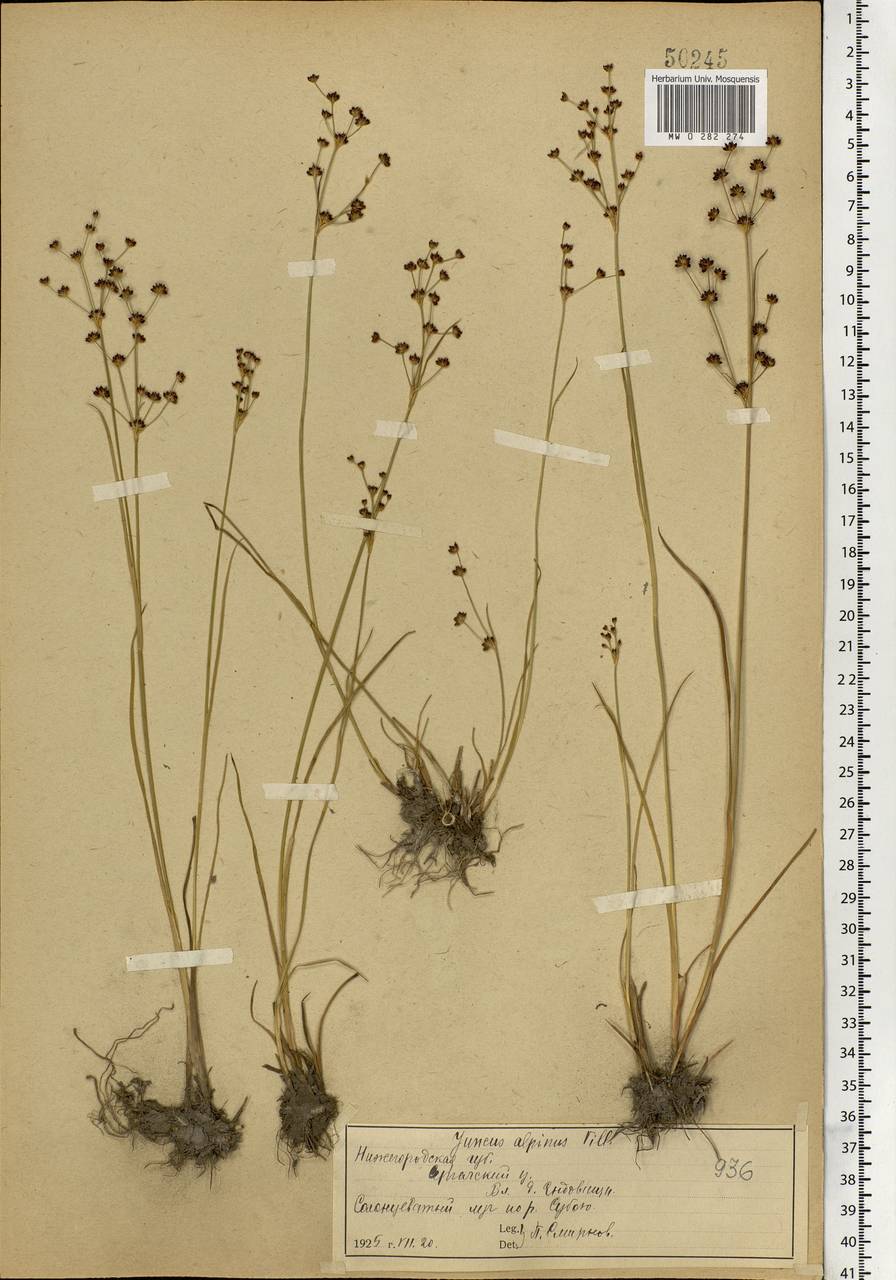 Juncus alpinoarticulatus Chaix, Eastern Europe, Volga-Kama region (E7) (Russia)