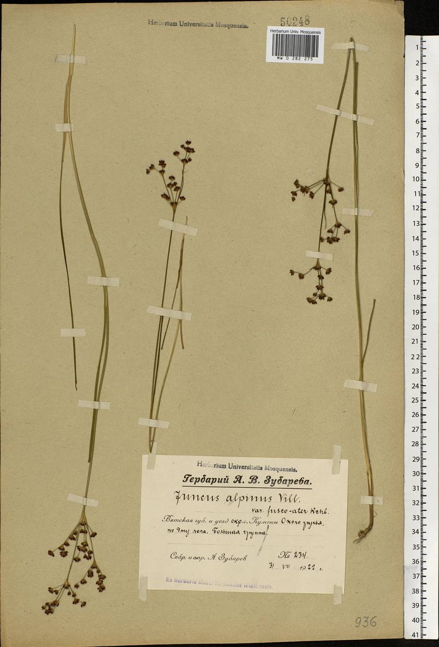 Juncus alpinoarticulatus Chaix, Eastern Europe, Volga-Kama region (E7) (Russia)