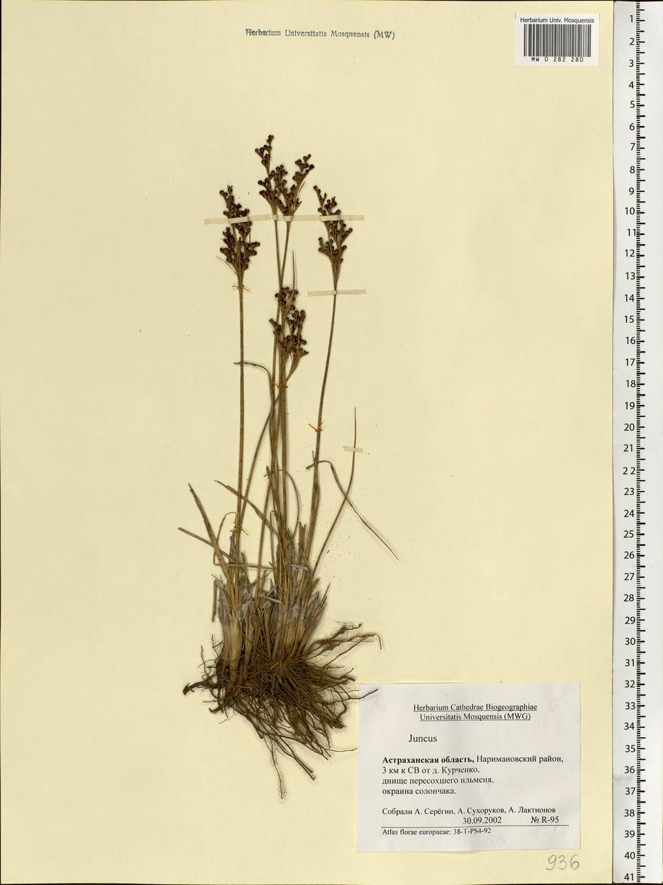 Juncus, Eastern Europe, Lower Volga region (E9) (Russia)