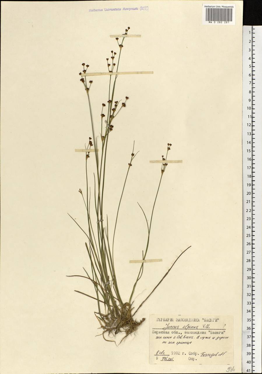 Juncus alpinoarticulatus Chaix, Eastern Europe, Eastern region (E10) (Russia)
