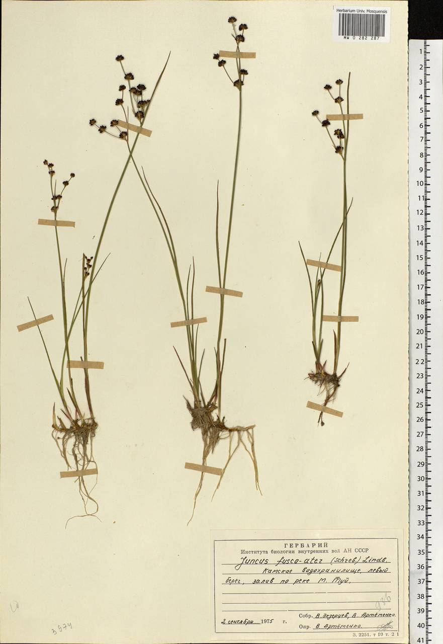 Juncus alpinoarticulatus Chaix, Eastern Europe, Eastern region (E10) (Russia)