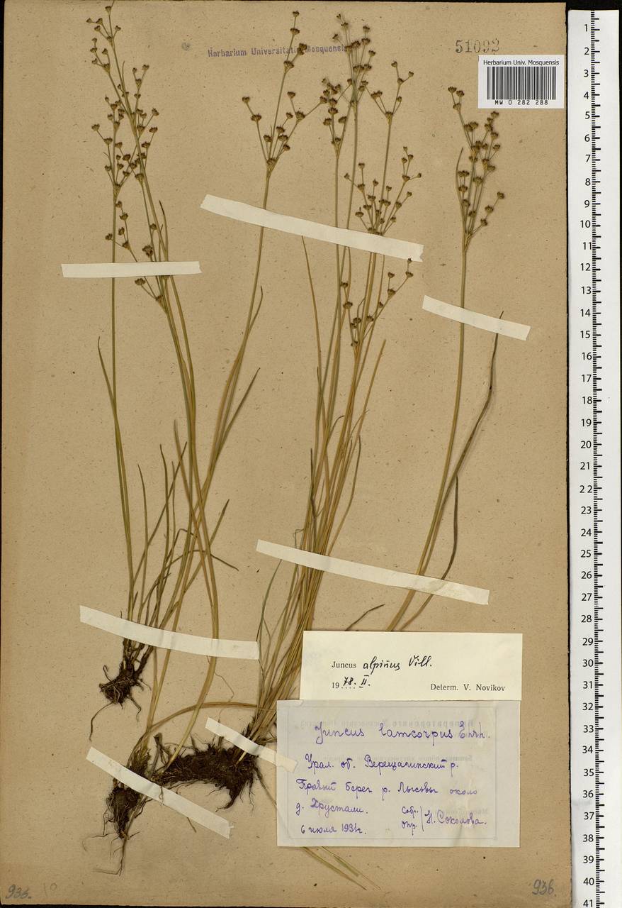 Juncus alpinoarticulatus Chaix, Eastern Europe, Eastern region (E10) (Russia)