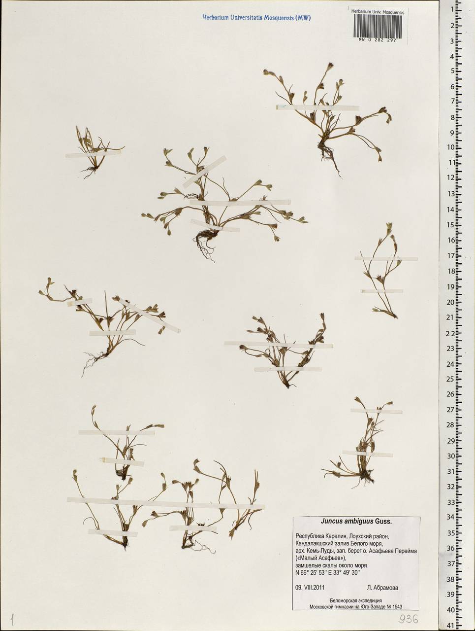 Juncus ranarius Songeon & E. P. Perrier, Eastern Europe, Northern region (E1) (Russia)