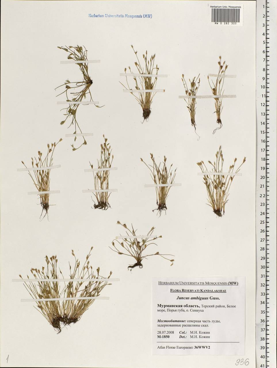 Juncus ranarius Songeon & E. P. Perrier, Eastern Europe, Northern region (E1) (Russia)