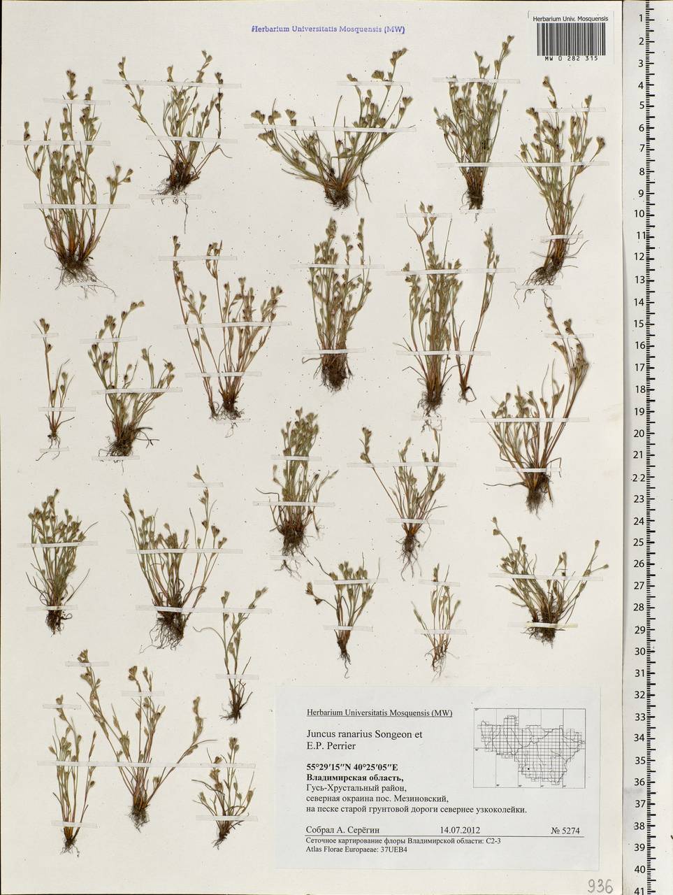 Juncus ranarius Songeon & E. P. Perrier, Eastern Europe, Central region (E4) (Russia)