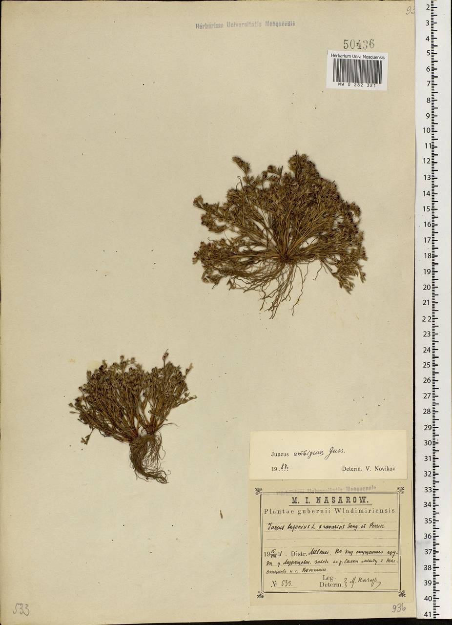 Juncus ranarius Songeon & E. P. Perrier, Eastern Europe, Central region (E4) (Russia)