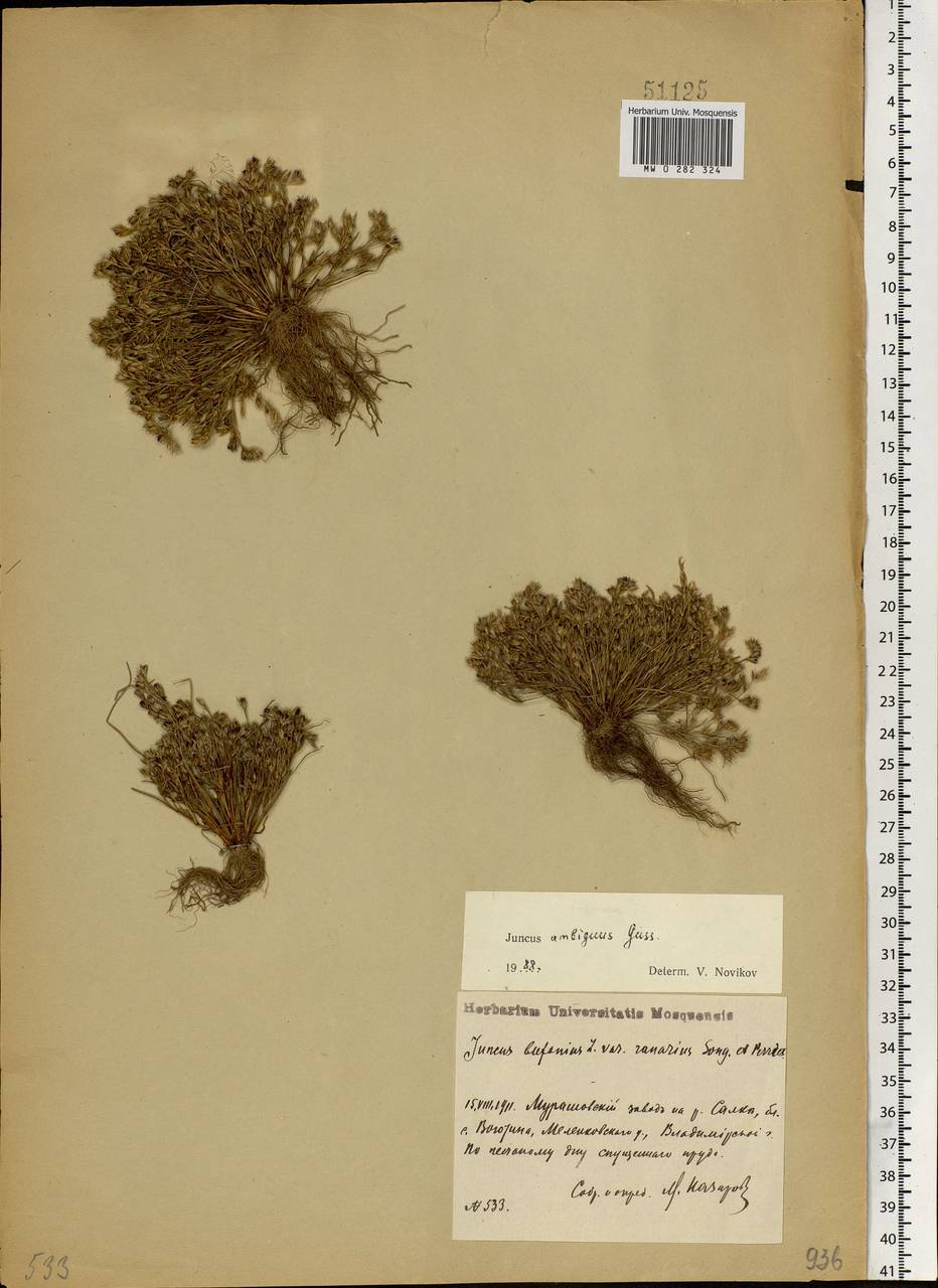 Juncus ranarius Songeon & E. P. Perrier, Eastern Europe, Central region (E4) (Russia)