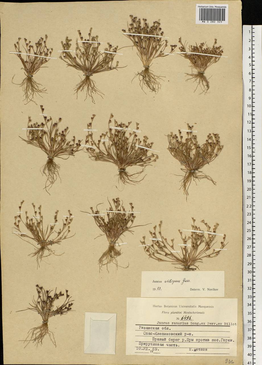 Juncus ranarius Songeon & E. P. Perrier, Eastern Europe, Central region (E4) (Russia)