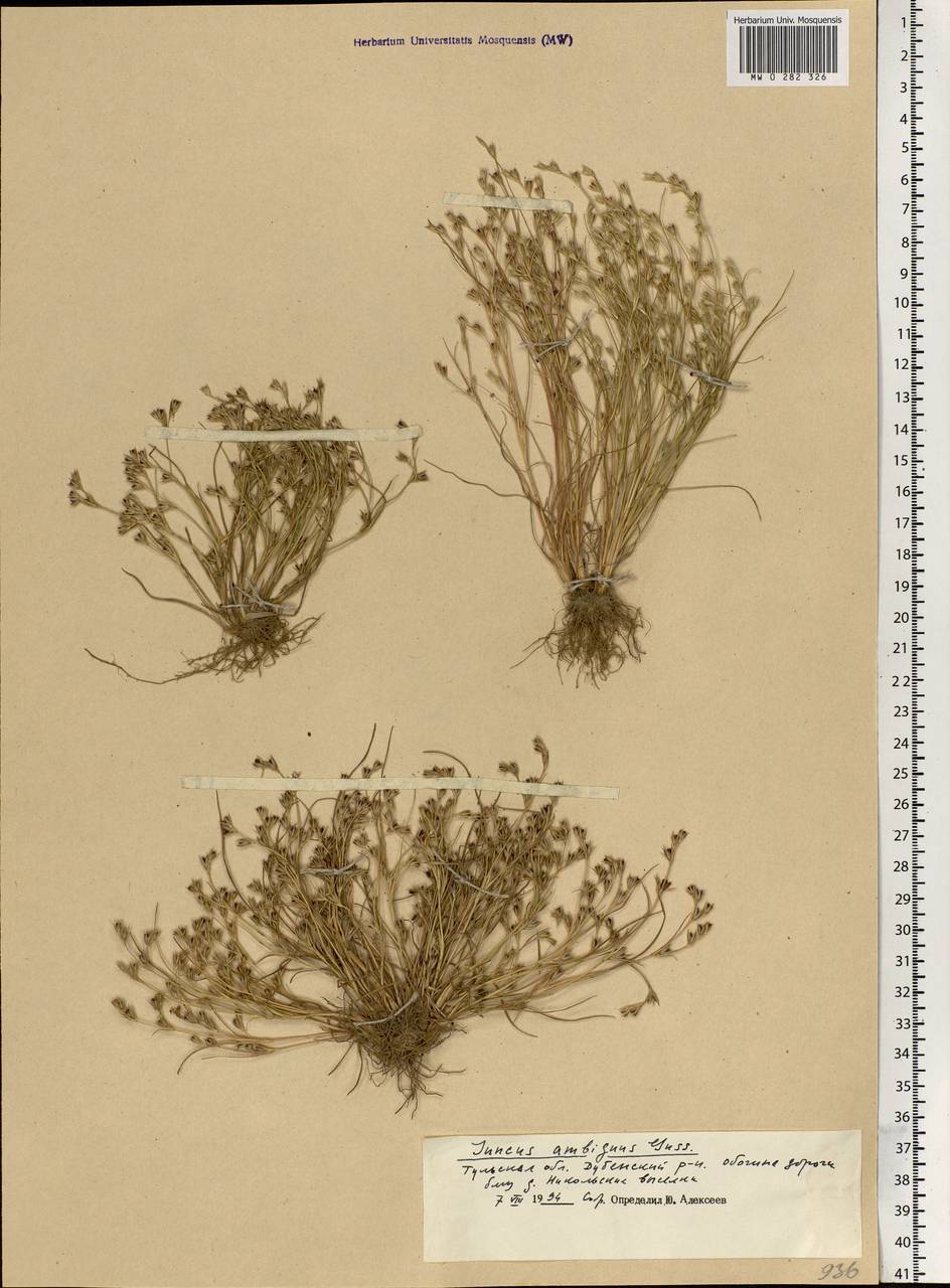 Juncus ranarius Songeon & E. P. Perrier, Eastern Europe, Central region (E4) (Russia)