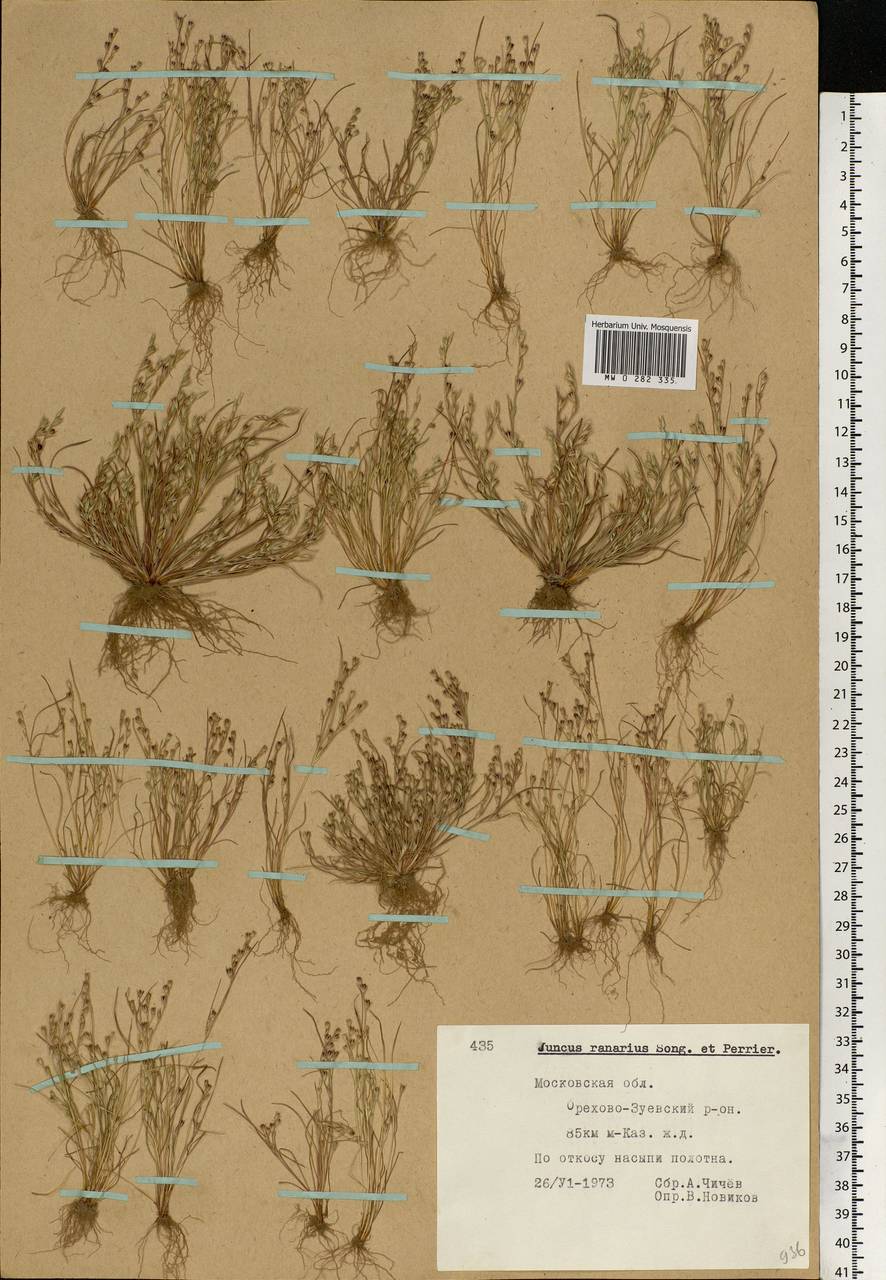 Juncus ranarius Songeon & E. P. Perrier, Eastern Europe, Moscow region (E4a) (Russia)