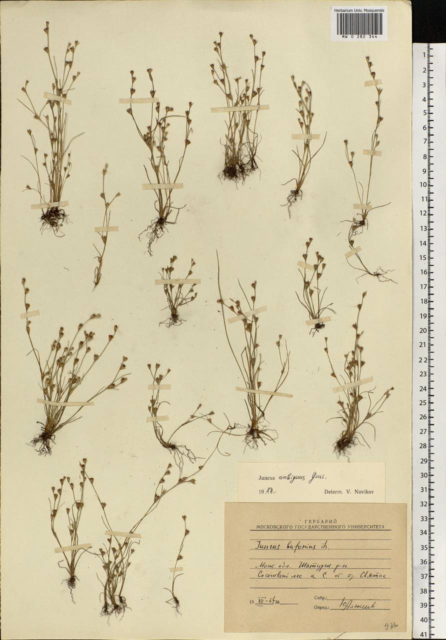 Juncus ranarius Songeon & E. P. Perrier, Eastern Europe, Moscow region (E4a) (Russia)
