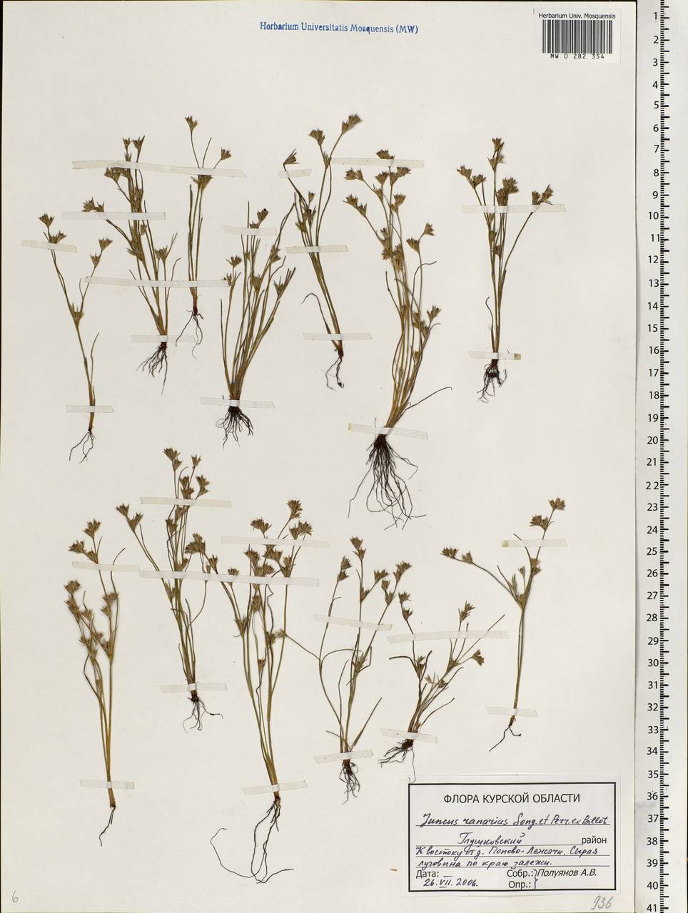 Juncus ranarius Songeon & E. P. Perrier, Eastern Europe, Central forest-and-steppe region (E6) (Russia)