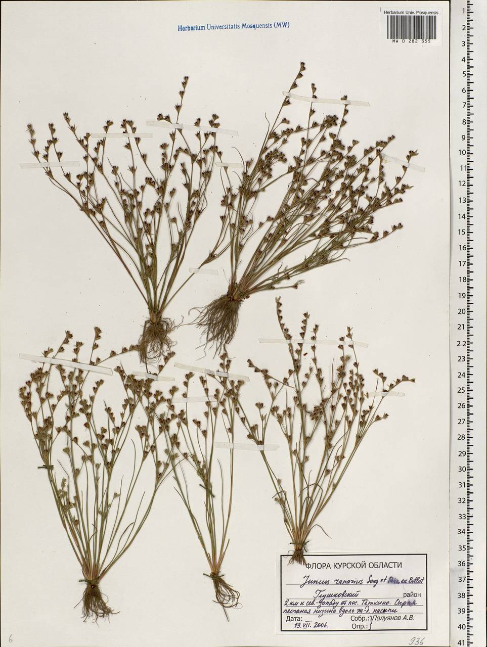 Juncus ranarius Songeon & E. P. Perrier, Eastern Europe, Central forest-and-steppe region (E6) (Russia)