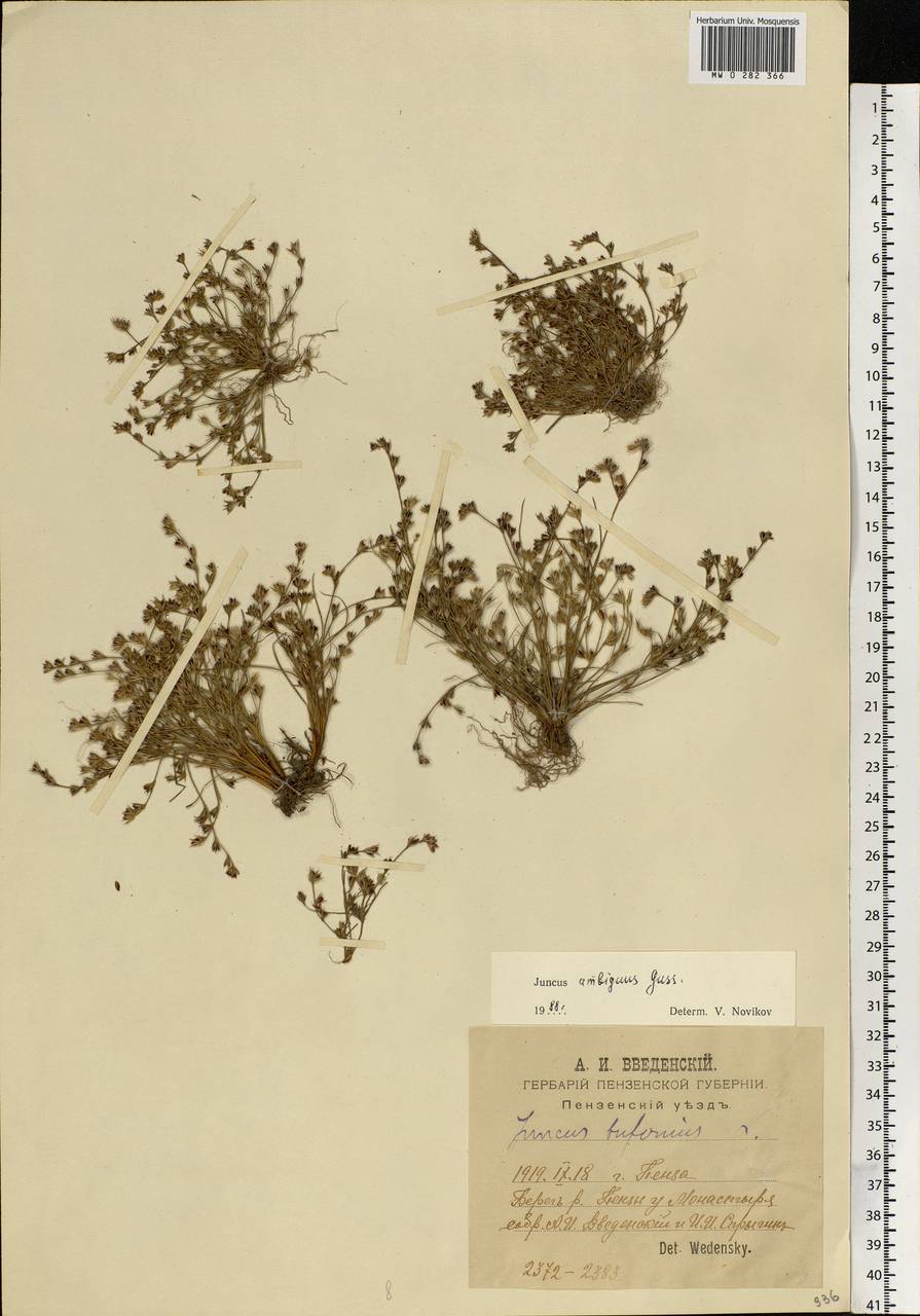 Juncus ranarius Songeon & E. P. Perrier, Eastern Europe, Middle Volga region (E8) (Russia)