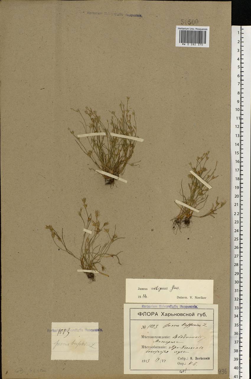 Juncus ranarius Songeon & E. P. Perrier, Eastern Europe, North Ukrainian region (E11) (Ukraine)