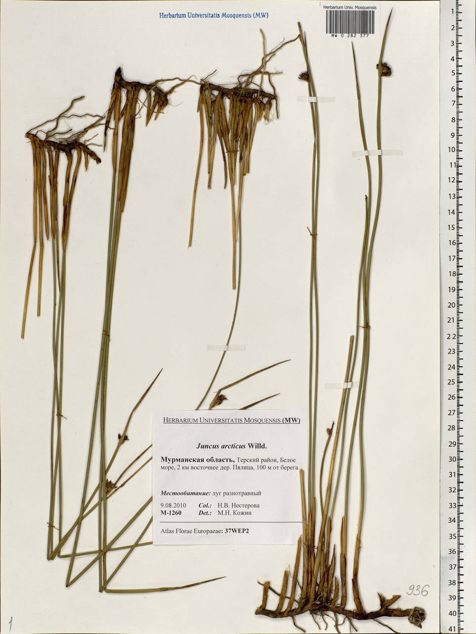 Juncus arcticus Willd., Eastern Europe, Northern region (E1) (Russia)