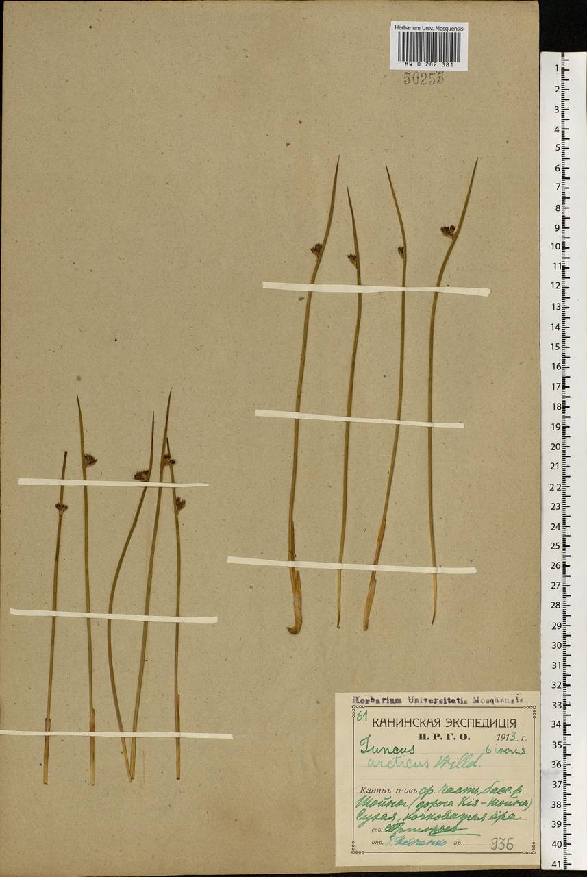 Juncus arcticus Willd., Eastern Europe, Northern region (E1) (Russia)