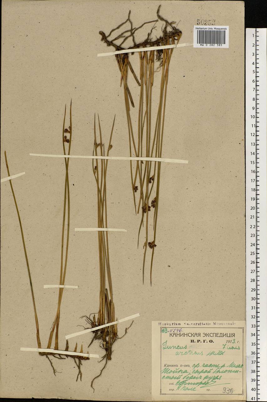 Juncus arcticus Willd., Eastern Europe, Northern region (E1) (Russia)