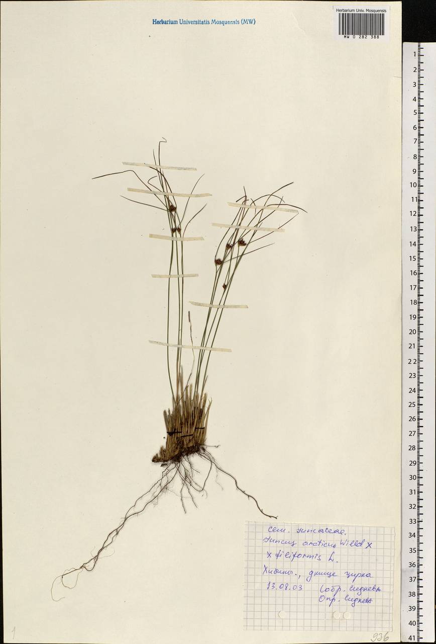 Juncus arcticus Willd., Eastern Europe, Northern region (E1) (Russia)