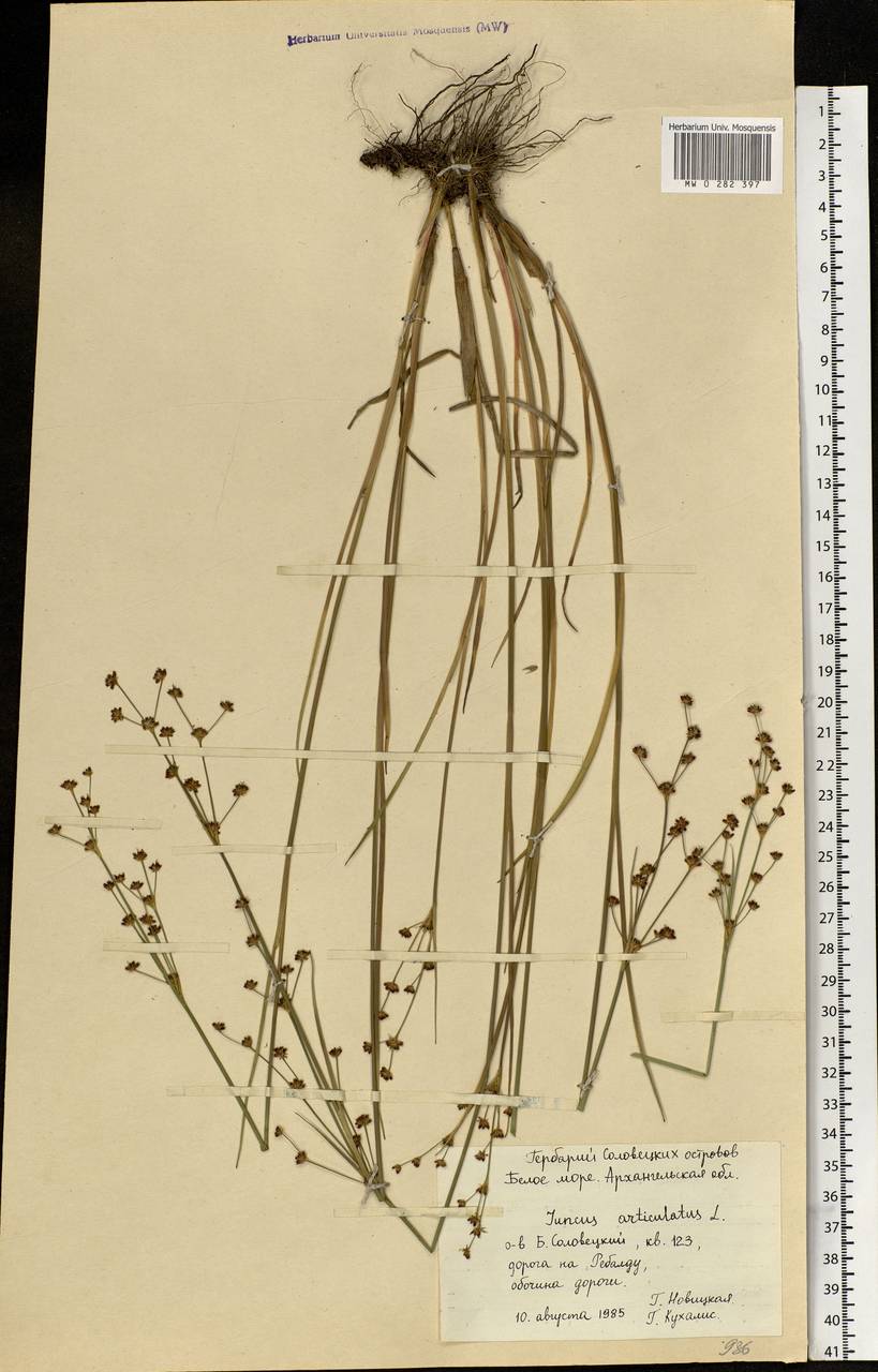 Juncus articulatus L., Eastern Europe, Northern region (E1) (Russia)