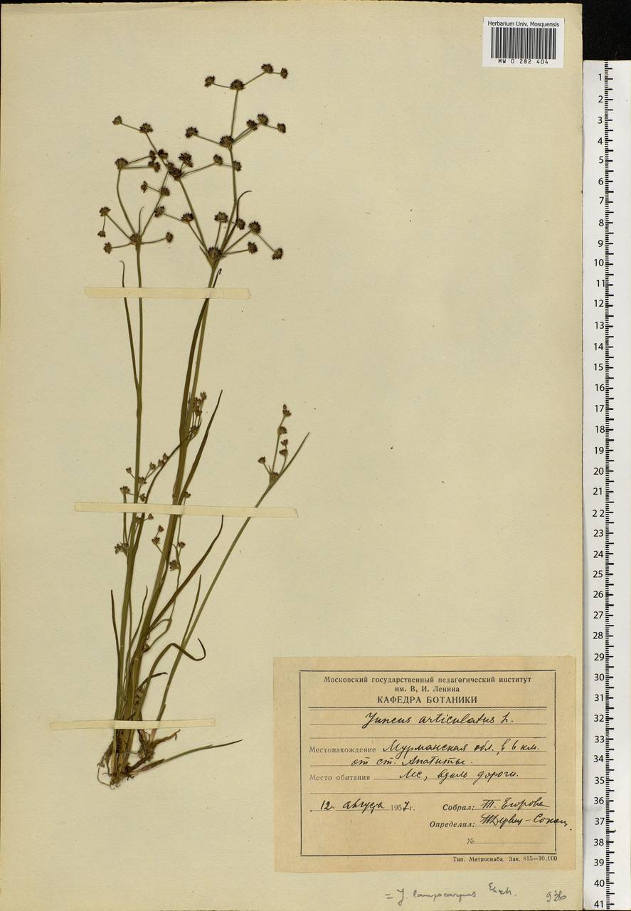 Juncus articulatus L., Eastern Europe, Northern region (E1) (Russia)