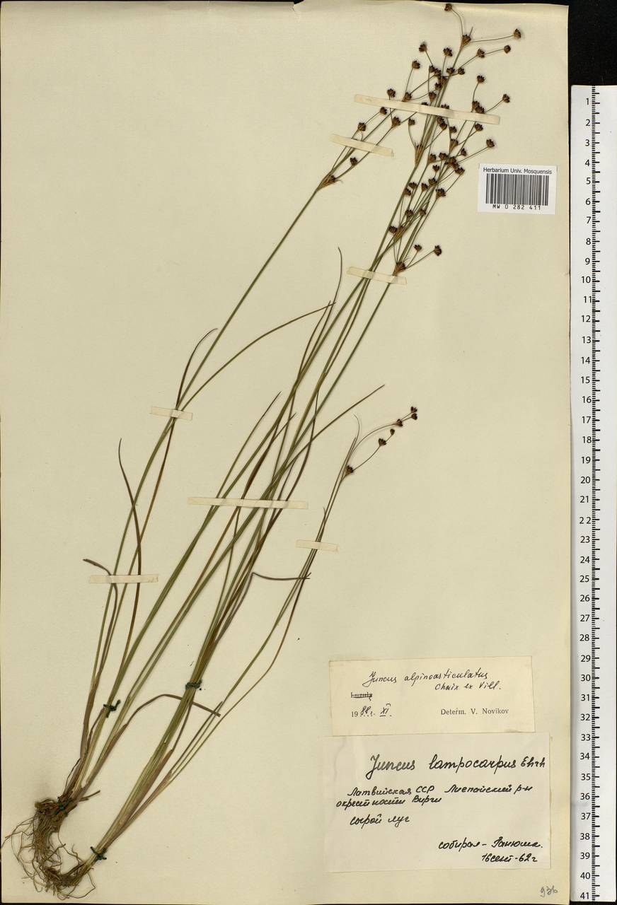 Juncus articulatus L., Eastern Europe, Latvia (E2b) (Latvia)