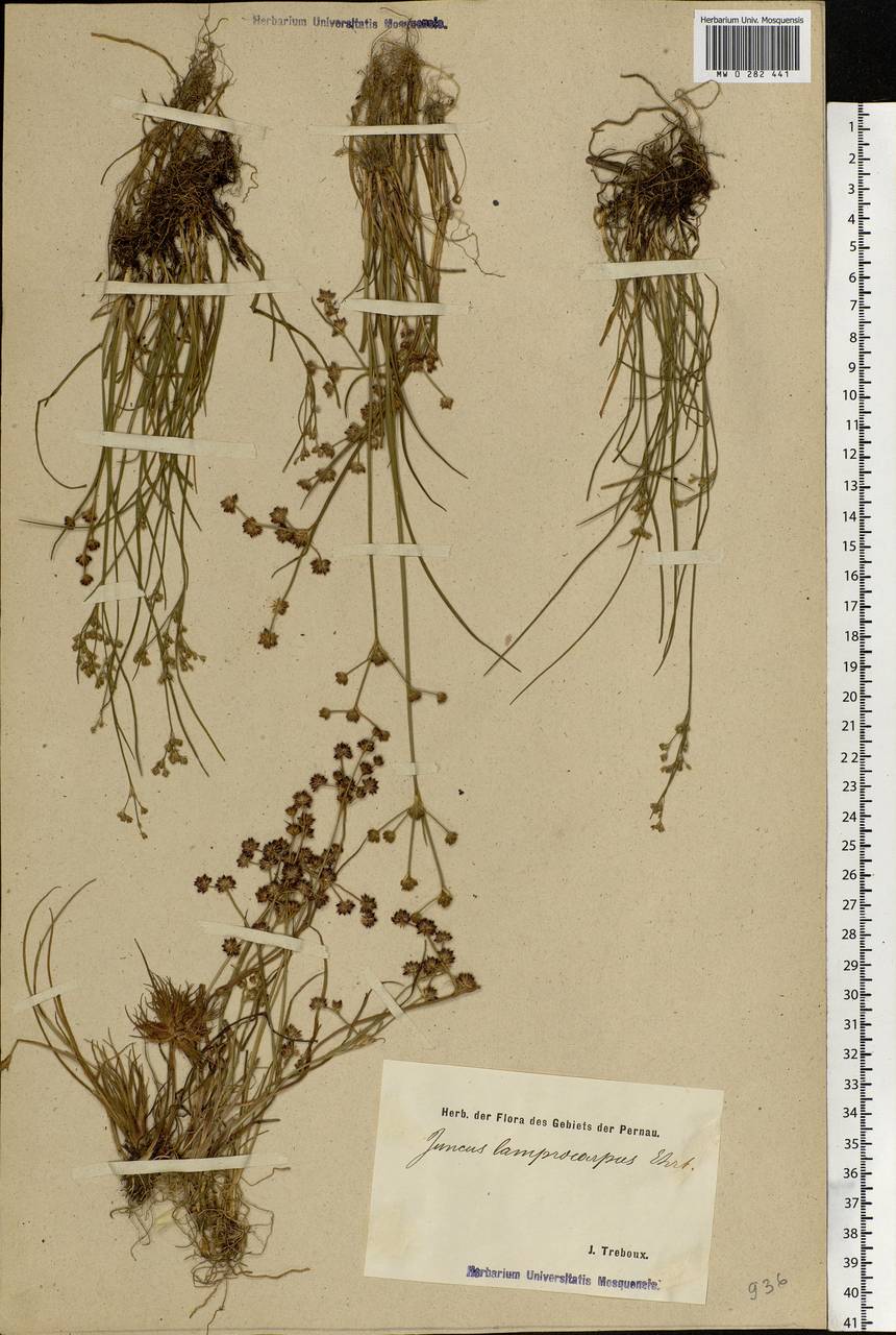 Juncus articulatus L., Eastern Europe, Estonia (E2c) (Estonia)