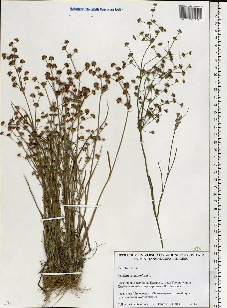 Juncus articulatus L., Eastern Europe, Belarus (E3a) (Belarus)