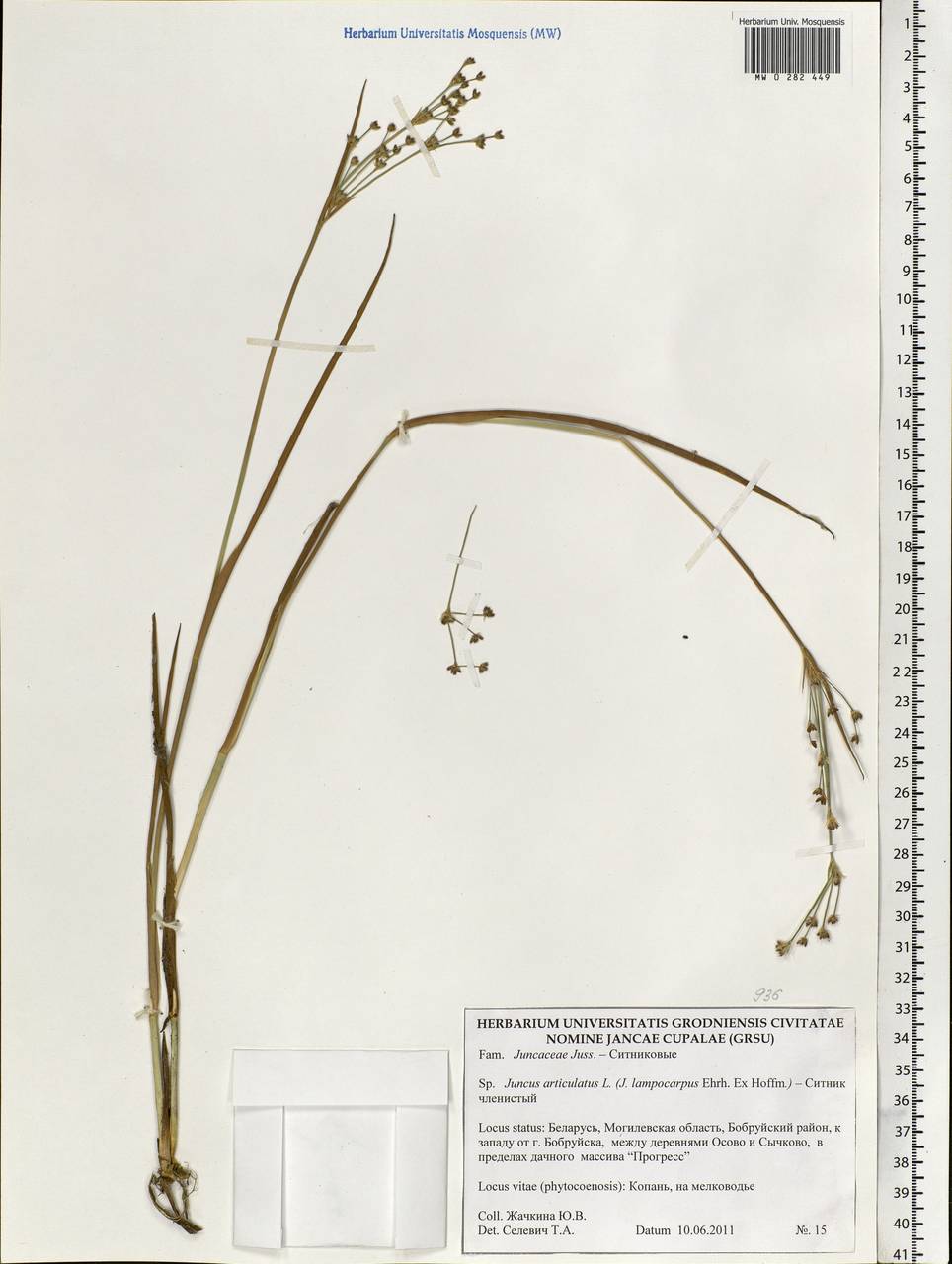 Juncus articulatus L., Eastern Europe, Belarus (E3a) (Belarus)