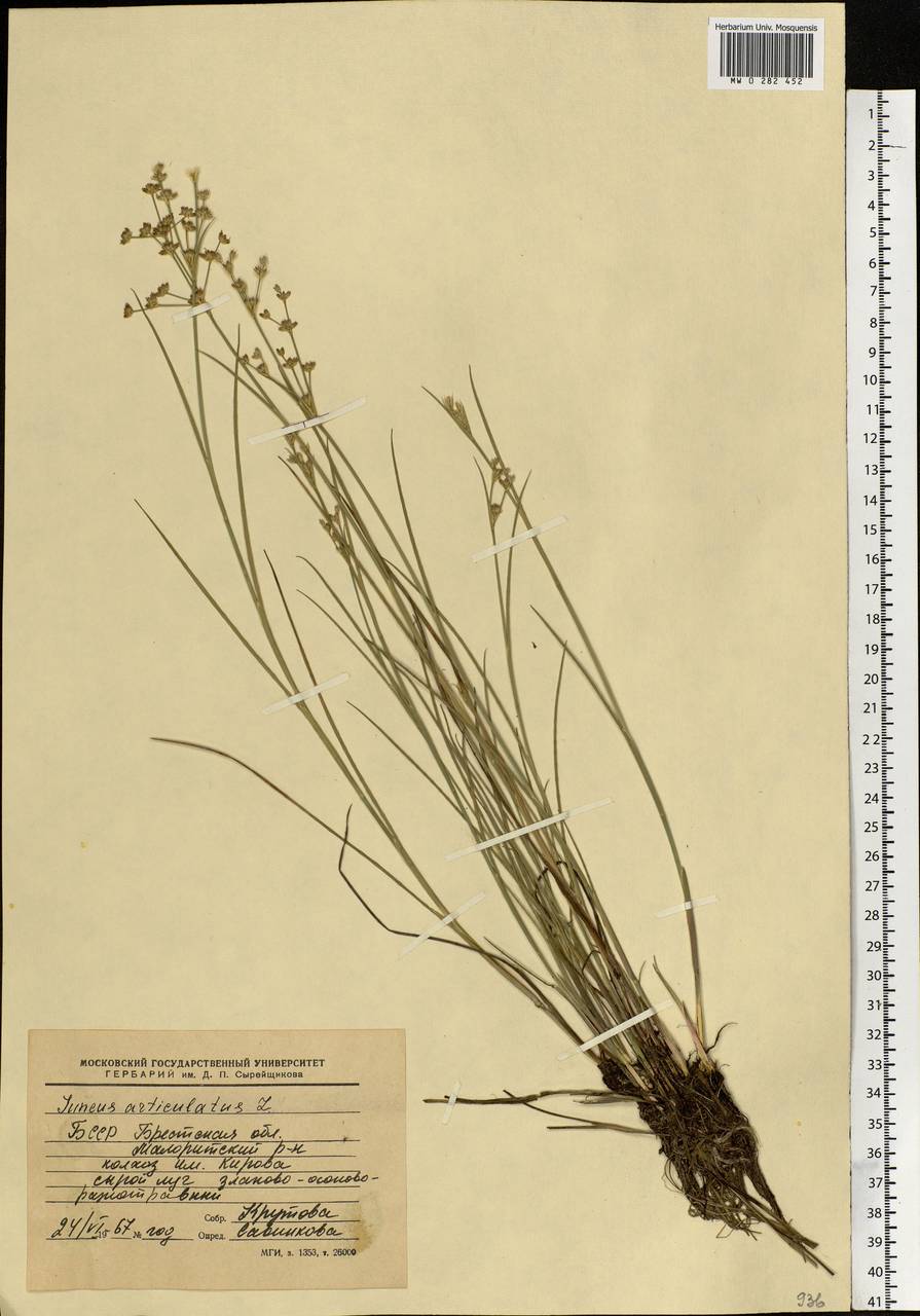 Juncus articulatus L., Eastern Europe, Belarus (E3a) (Belarus)