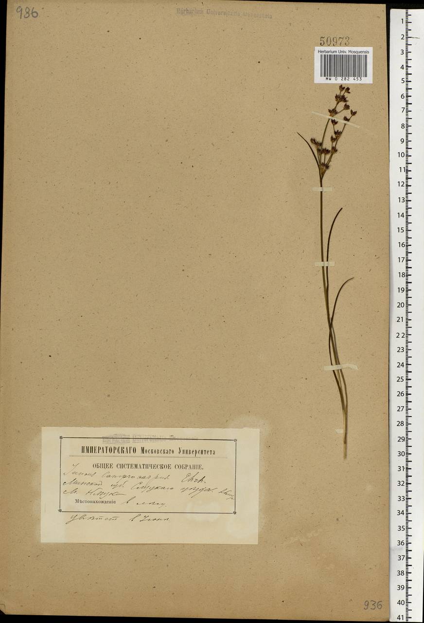 Juncus articulatus L., Eastern Europe, Belarus (E3a) (Belarus)