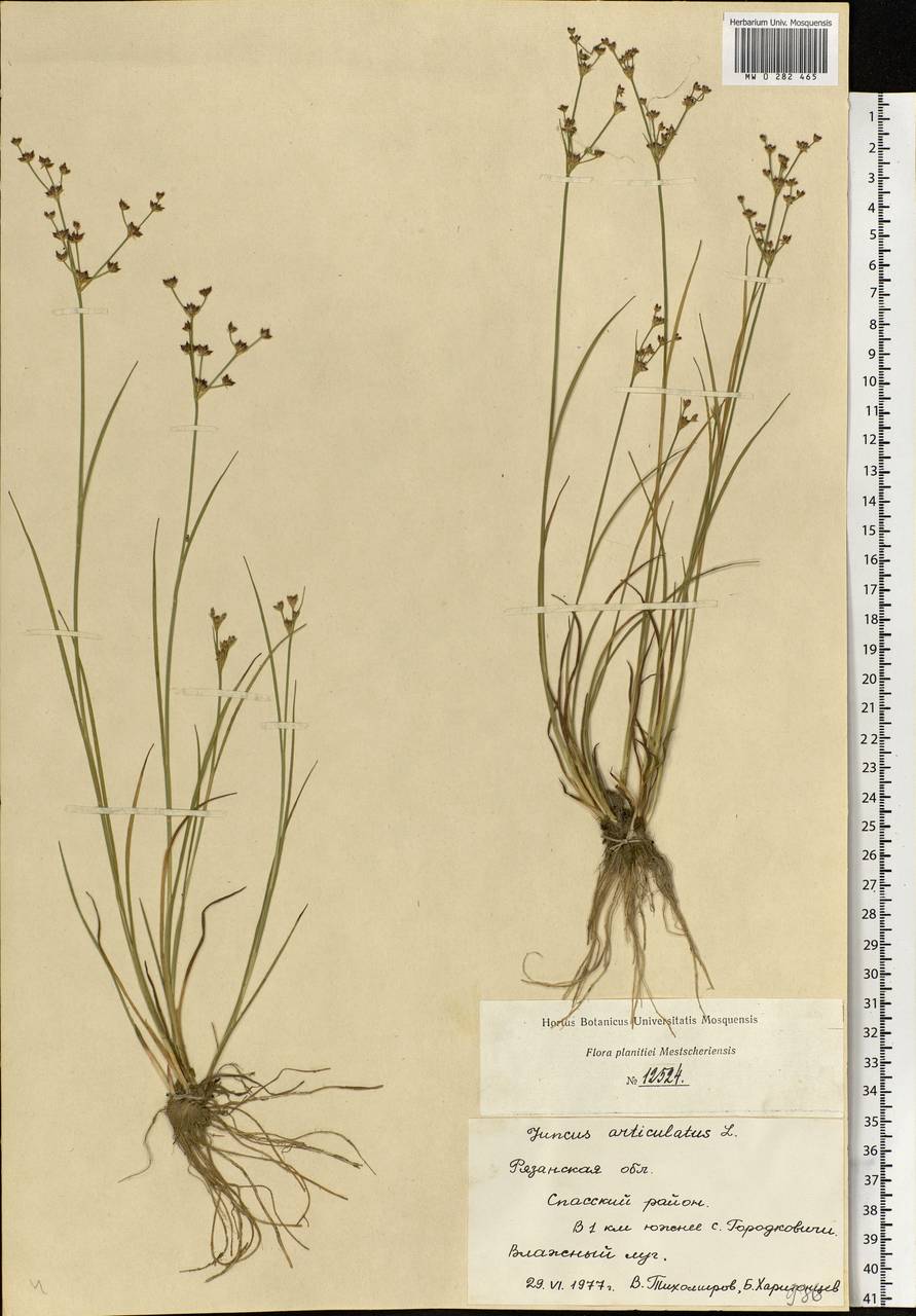 Juncus articulatus L., Eastern Europe, Central region (E4) (Russia)