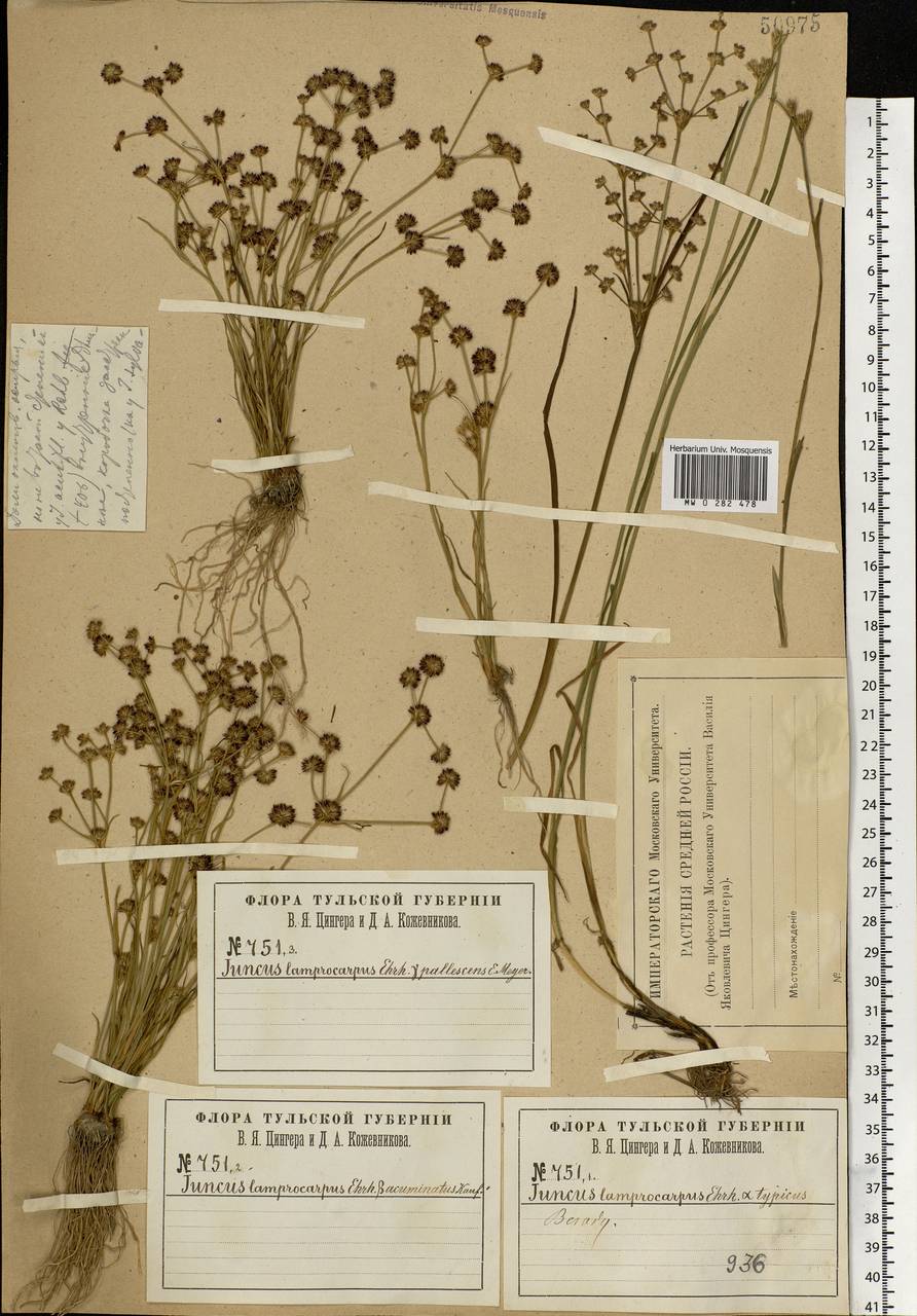 Juncus articulatus L., Eastern Europe, Central region (E4) (Russia)