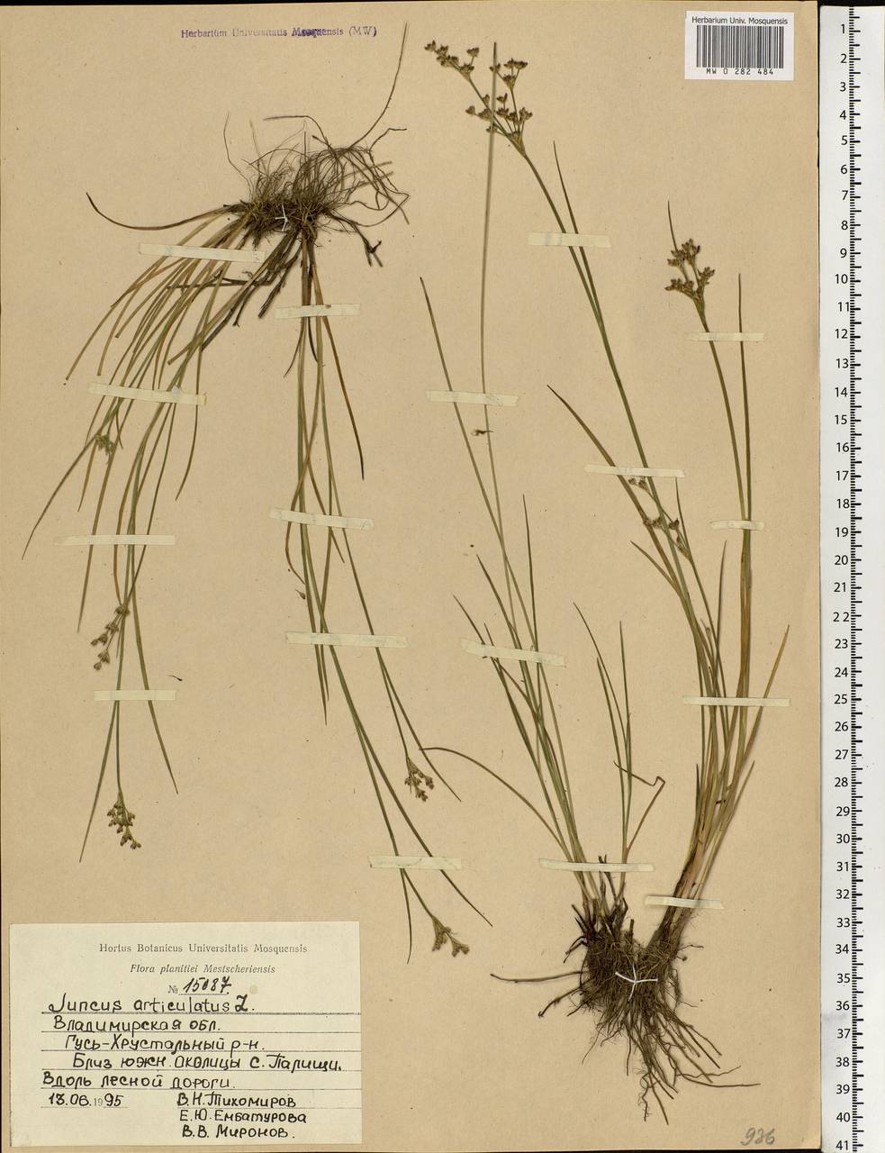 Juncus articulatus L., Eastern Europe, Central region (E4) (Russia)