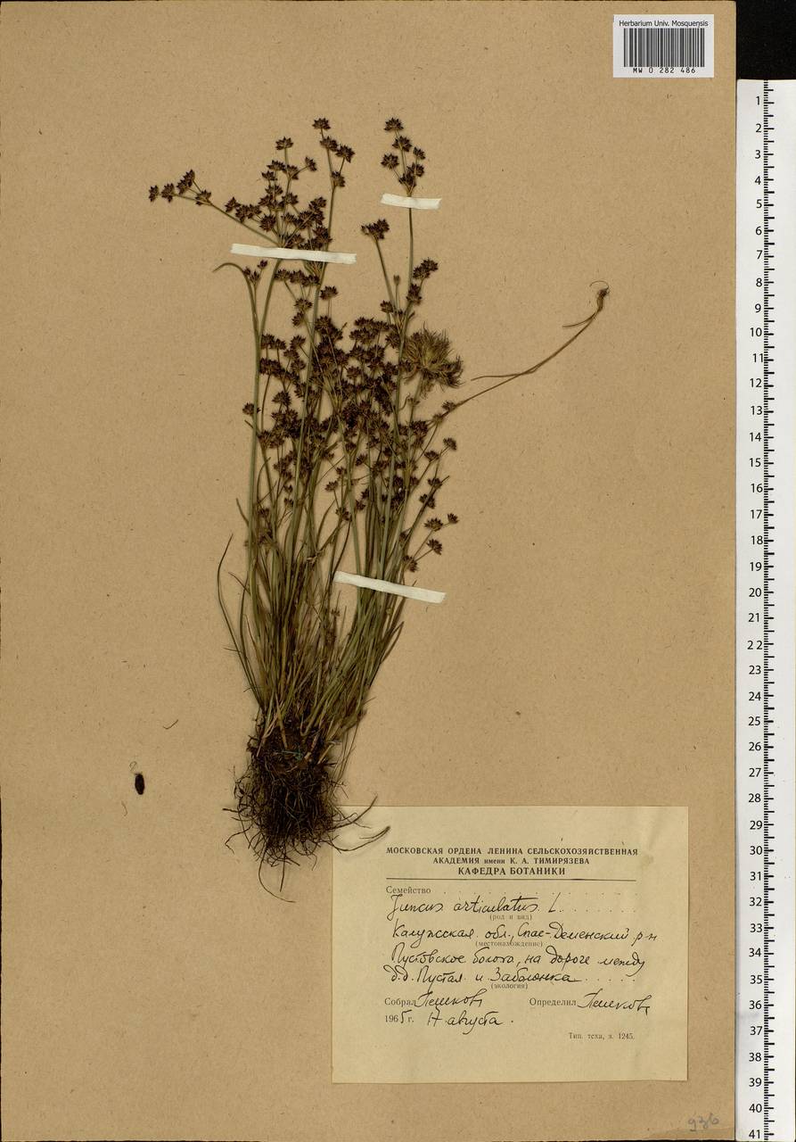 Juncus articulatus L., Eastern Europe, Central region (E4) (Russia)